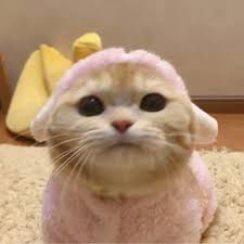 พิมพ์ชนก วงศ์ทอง avatar