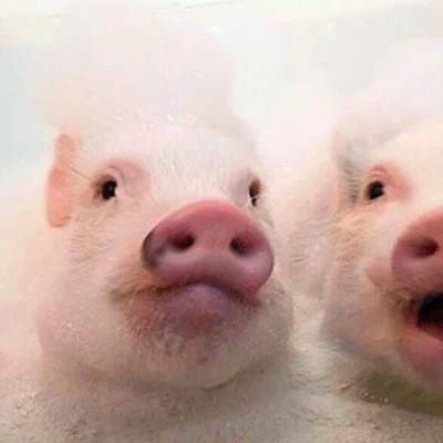 อริสรา หอมชื่น avatar